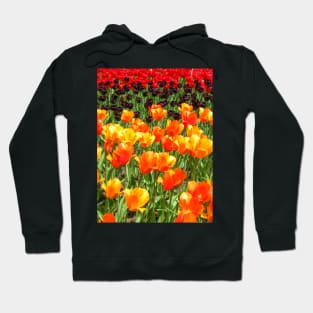 Beautiful Tulips, Keukenhof Tulip Festival, Holland Hoodie